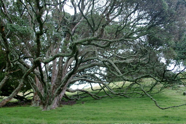 tree
