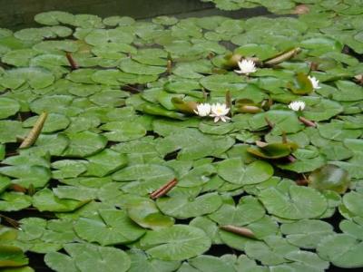 Lily pond.