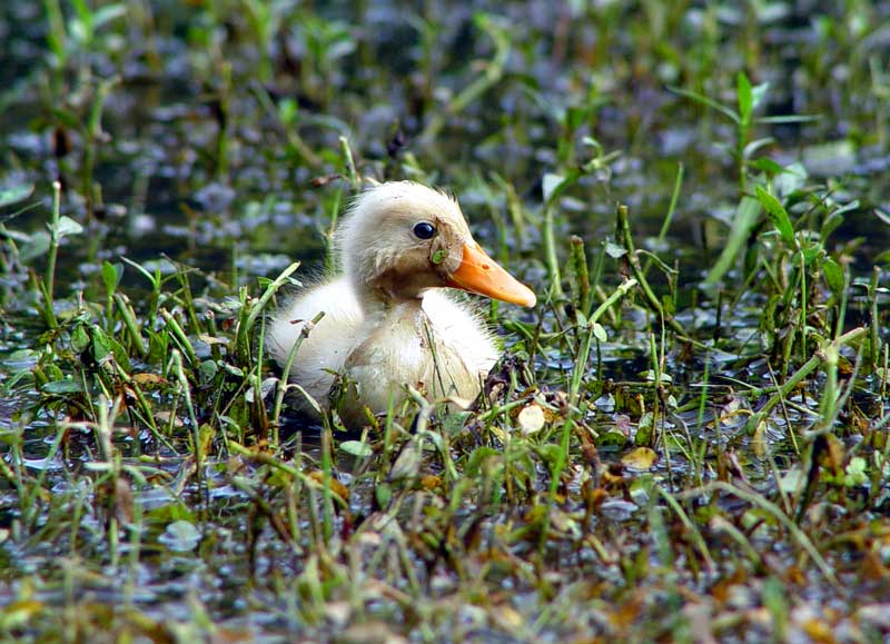 Mallard Duckling recessive gene