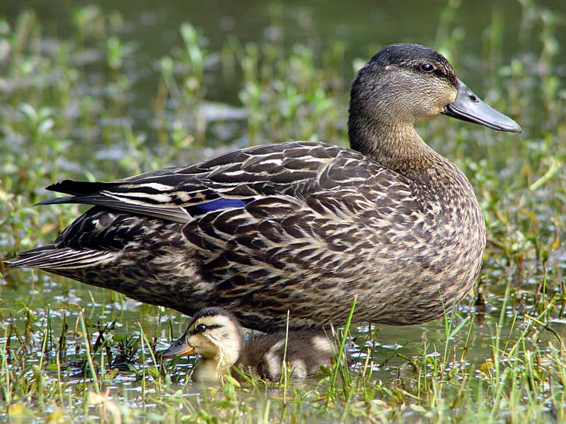 Duckling-with-Mama