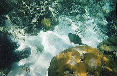 Parrotfish