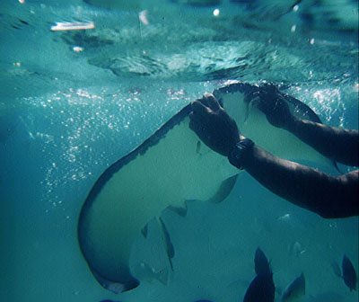 Ray feeding