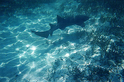 Shark