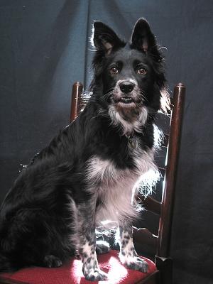 Ever tried photographing a black dog against a black background?