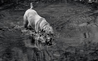 u27/vincebelford/medium/15864717.DogSplash.jpg
