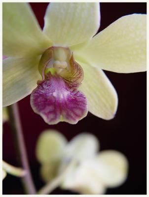 Pips Orchid1