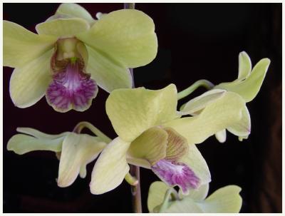 Pips Orchid2