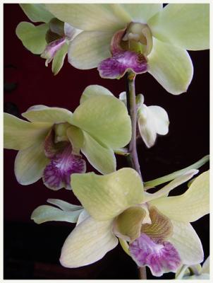 Pips Orchid3