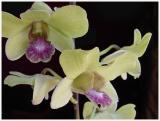 Pips Orchid2