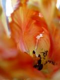 Orange Tulip