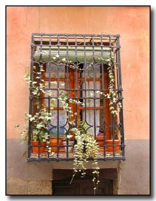 Plants & Window