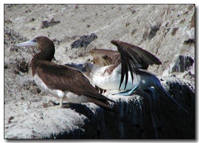 Brown and Blue Footed Boobies