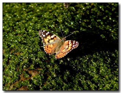 Butterfly on Mossy Rock