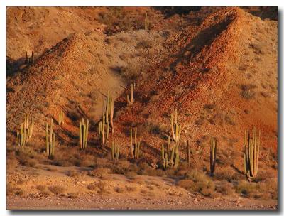 Cactus