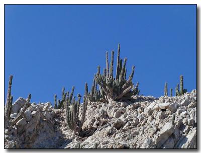 More Cactus and Rocks
