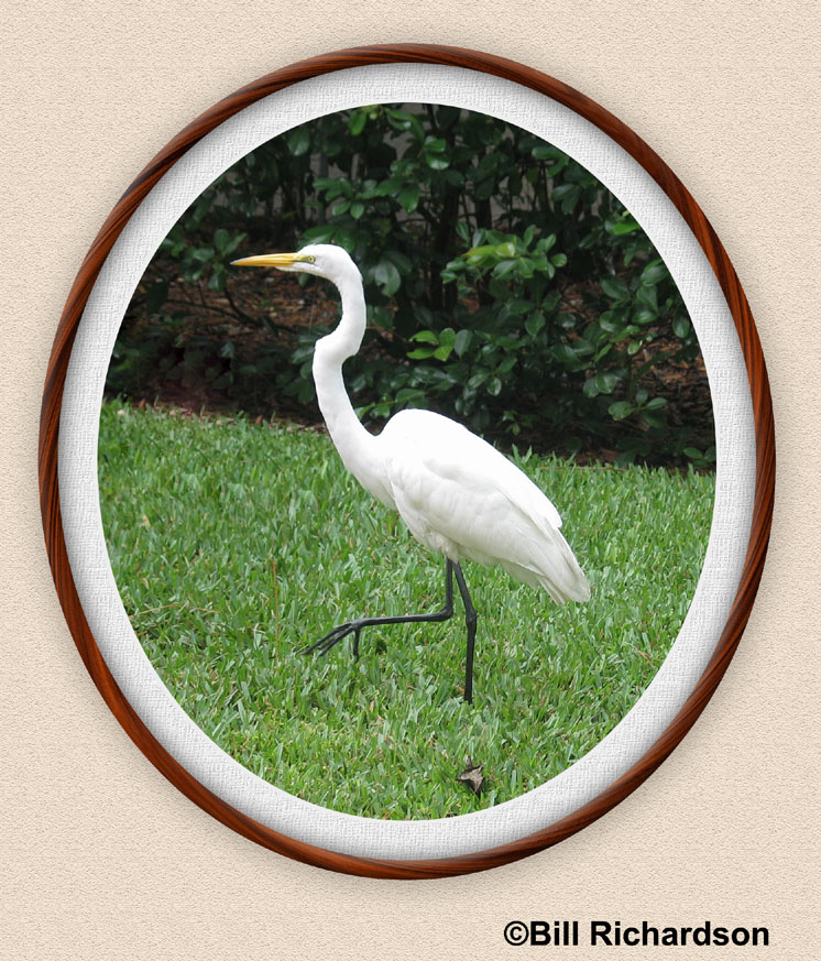 egret oval frame.jpg