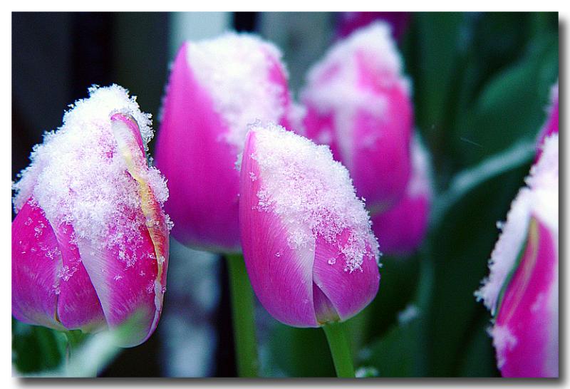 Tulips In Snow