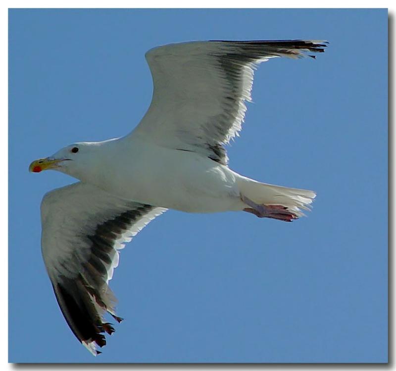 Red's Gull