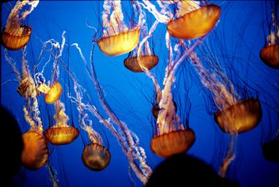 Jelly Fish, Monterey Bay Aquarium, Monterey, California