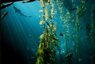 aquarium - monterey bay