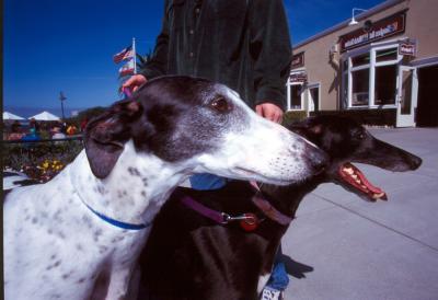 A purdy pair of Greyhounds, Monterey, California