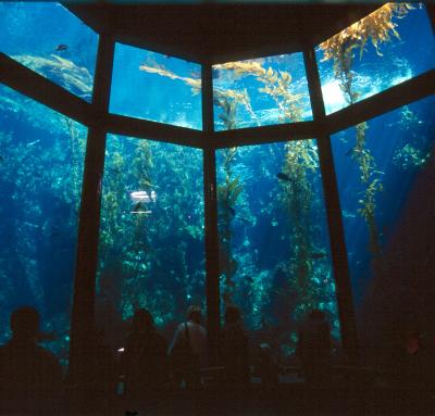 monterey bay aquarium inside