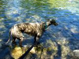 Roman chillin at Barton Springs