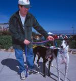 Greyhound peoples in Monterey, California