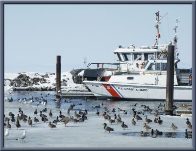 Coast Guard Ducks