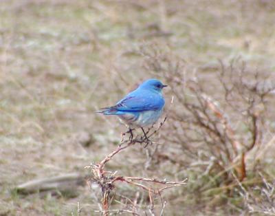 bluebirddadweb.jpg