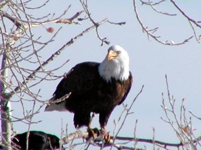 eagle.jpg