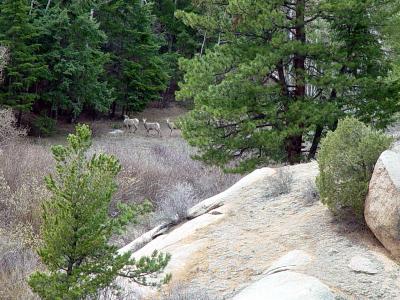 Lost Creek Bighorn