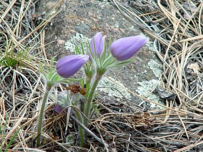 Pasque Flowers