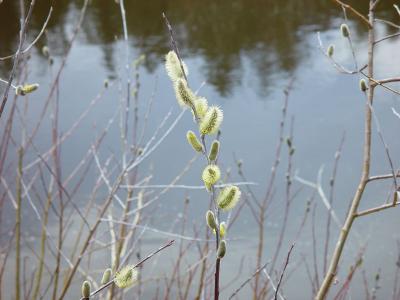 Spring Willows