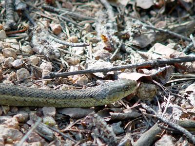 Garter Snake