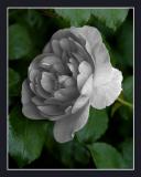 DSC_9020_GREYROSE1.jpg