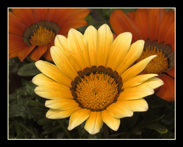 DSC_8423wf_orangeyellowflow.jpg