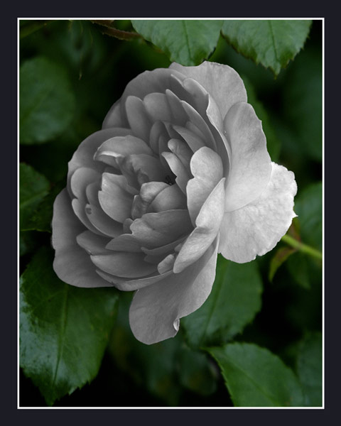 DSC_9020_GREYROSE1.jpg