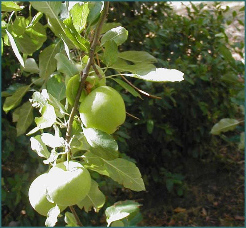 apples on crabapple tree
