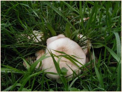Edible fungi.