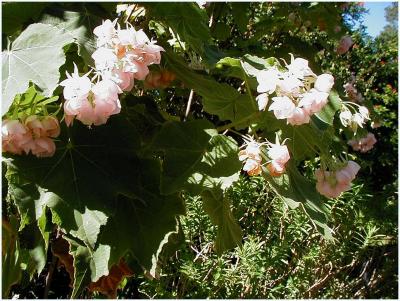 u27/yvonneii/medium/16432180.GambleCottageGarden14.jpg