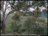 Self-sown eucalyptus leucoxylon