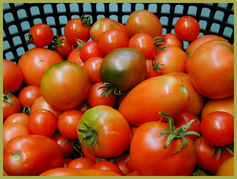 Tomatoes - morning harvest