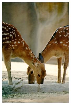 two_deer.jpg