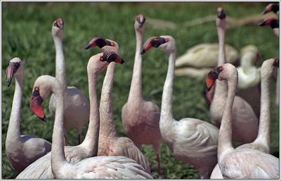 9861-04-zoo-flamingo_sml.jpg