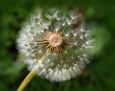 The end of ....dandelion