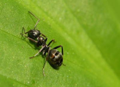 Ant