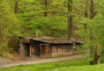 Old barn under the trees