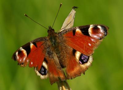 Butterfly and fly