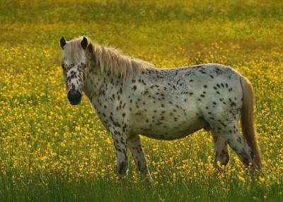 Spots in the Flowerfield